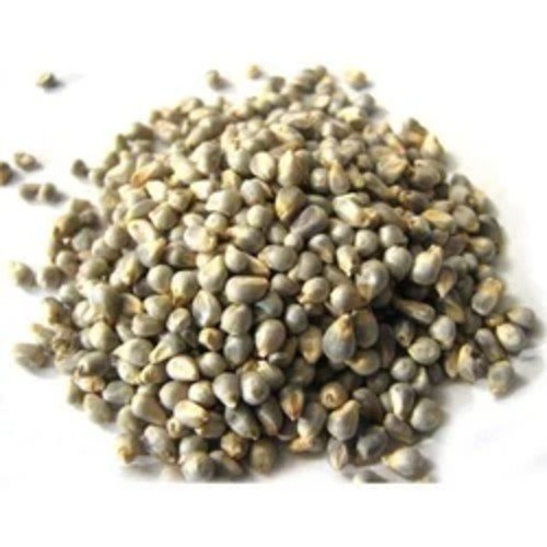 Pearl Millet (Bajra)